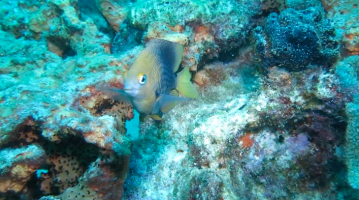 damselfish mvi5664